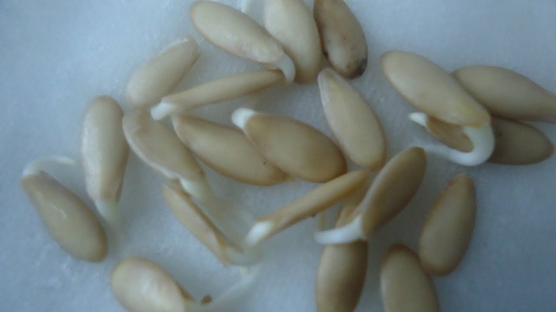 Cách trồng dưa chuột bằng hạt và lấy hạt đúng cách: hướng dẫn từng bước