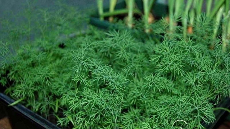 How to grow dill on a windowsill in an apartment: the necessary equipment and a step-by-step guide