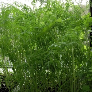 How to grow dill on a windowsill in an apartment: the necessary equipment and a step-by-step guide