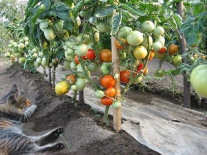 אחד מזני העגבניות הקדומים ביותר - הסופרנובה היברידית הצרפתית