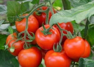 One of the earliest tomato varieties - the French hybrid Supernova F1
