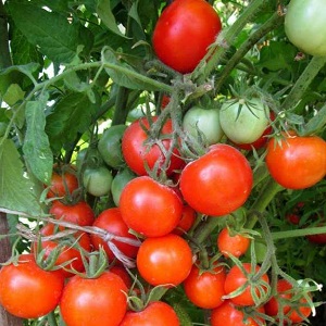 شجيرات صغيرة مع طماطم نظيفة ، تؤتي ثمارها حتى الصقيع - طماطم الشعلة