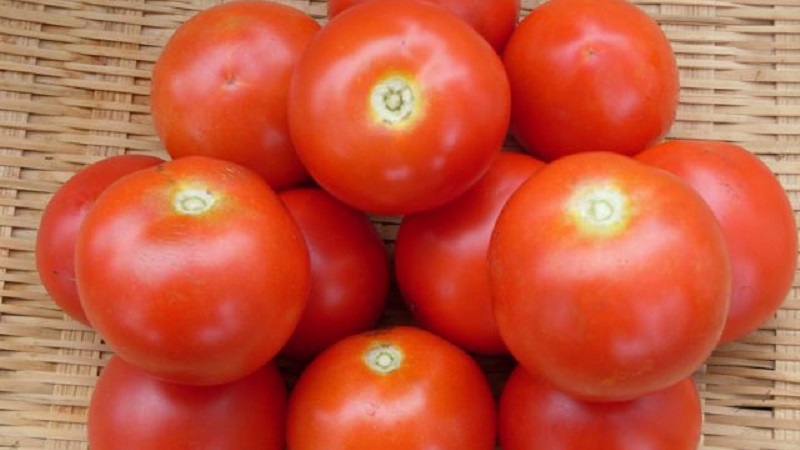 Çok dona kadar meyve veren temiz domatesli minyatür çalılar - meşale domatesleri