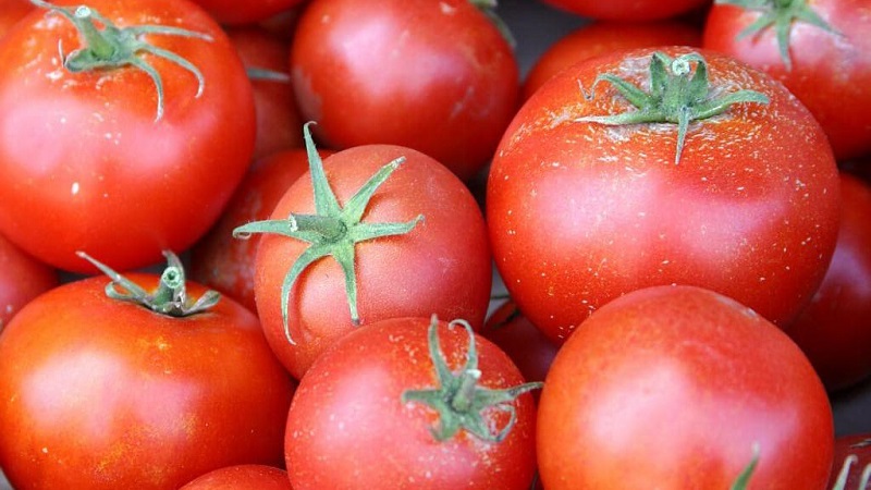 Çok dona kadar meyve veren temiz domatesli minyatür çalılar - meşale domatesleri