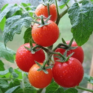 شجيرات صغيرة مع طماطم نظيفة ، تؤتي ثمارها حتى الصقيع - طماطم الشعلة