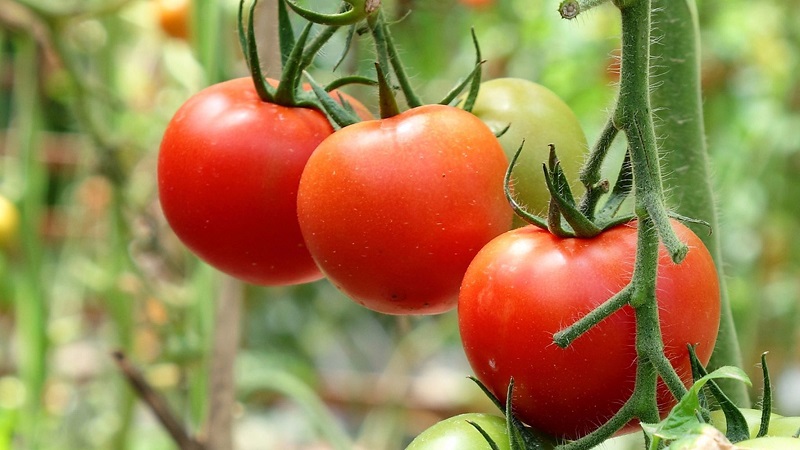 İddiasız, kullanımda çok yönlü, erken olgun domates Druzhok f1: büyümenin incelemeleri ve sırları