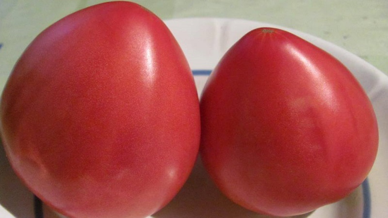 אחד העגבניות האהובות ביותר בקרב גננים. משקל כבד מסיביר: זן עמיד, התבגרות מוקדמת ומניב רב.