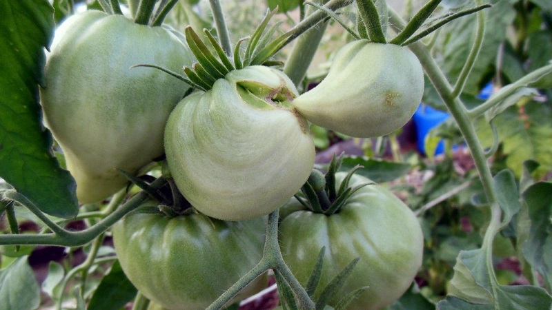 אחד העגבניות האהובות ביותר בקרב גננים. משקל כבד מסיביר: זן עמיד, התבגרות מוקדמת ומניב רב.