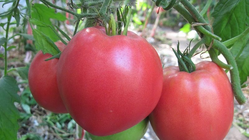 אחד העגבניות האהובות ביותר בקרב גננים. משקל כבד מסיביר: מגוון עמידים, התבגרות מוקדמת ומניבים גבוהה.