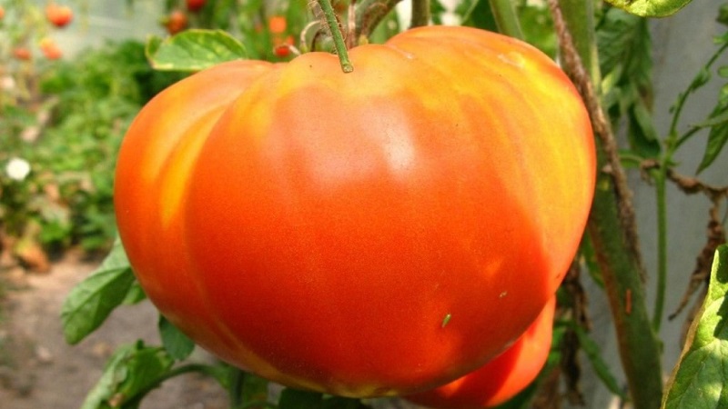 אחד העגבניות האהובות ביותר בקרב גננים. משקל כבד מסיביר: מגוון עמידים, התבגרות מוקדמת ומניבים גבוהה.