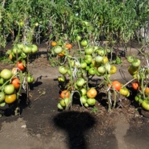 Un tomate gigante, cuyo tamaño es asombroso: cultivamos nuestro propio tomate Milagro del jardín