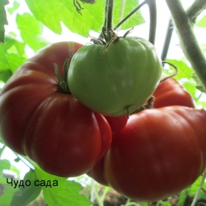 A giant tomato, the size of the fruit of which is amazing - we grow our own tomato Miracle of the garden