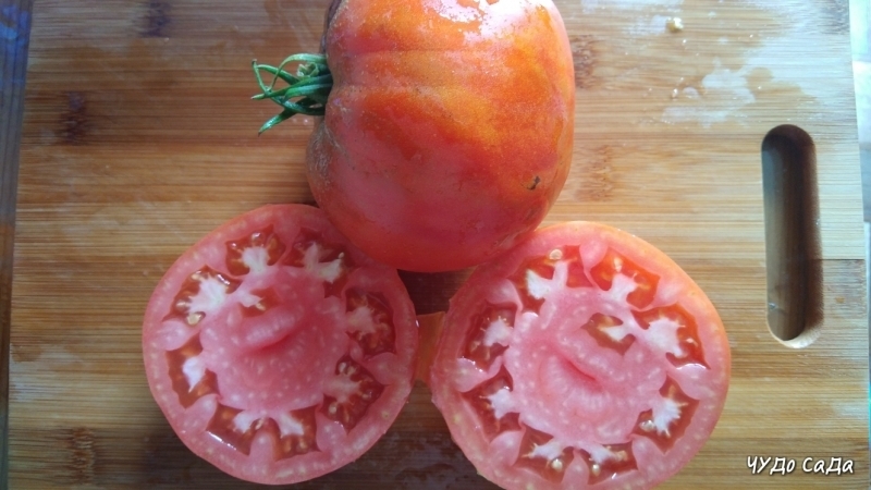 Un pomodoro gigante, la cui dimensione del frutto è sorprendente: coltiviamo il nostro pomodoro Miracle of the garden