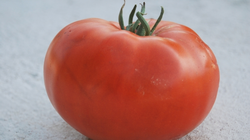 Eine riesige Tomate, deren Fruchtgröße erstaunlich ist - wir züchten unser eigenes Tomatenwunder des Gartens