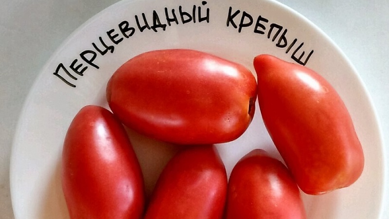 Experimente esta variedade incomum que não o deixará indiferente - o robusto tomate em forma de pimenta