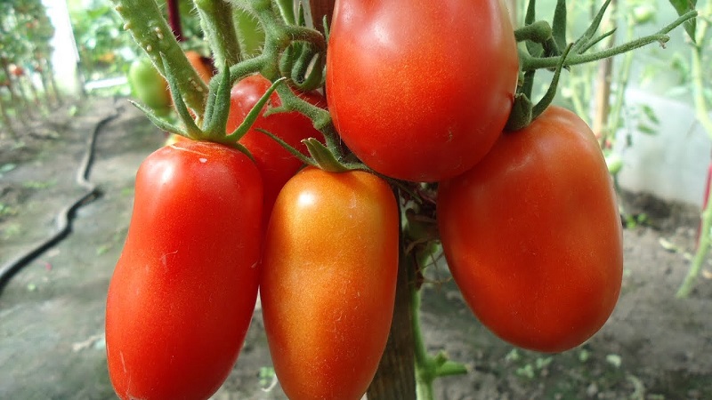 Experimente esta variedade inusitada que não o deixará indiferente - Tomate Pepper em forma resistente