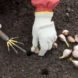 Korak po korak upute za sadnju lukova češnjaka za zimu: osnovna pravila i tajne iskusnih vrtlara