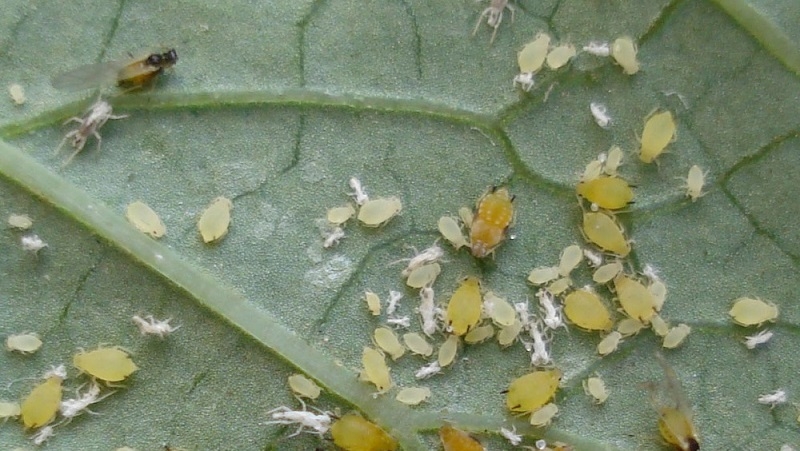 Amonyak nasıl seyreltilir ve lahanayı zararlılardan nasıl tedavi edilir