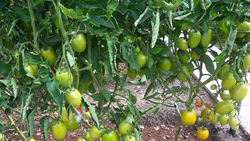 El tomate Diabolic desarrollado por criadores japoneses: que es bueno y por que a los agricultores locales les encanta