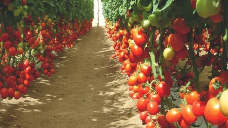 El tomate Diabolic desarrollado por criadores japoneses: que es bueno y por que a los agricultores locales les encanta