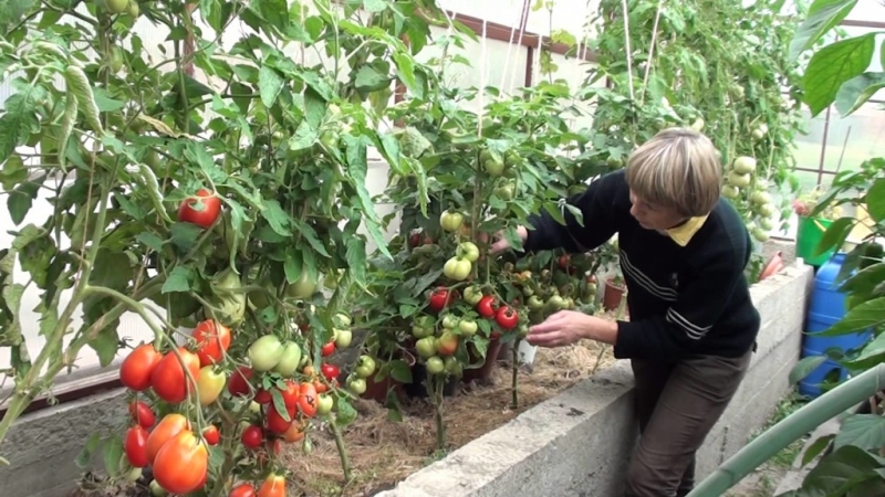 Rješavamo probleme s berbom rajčice: što učiniti ako rajčice u stakleniku ne pocrvene