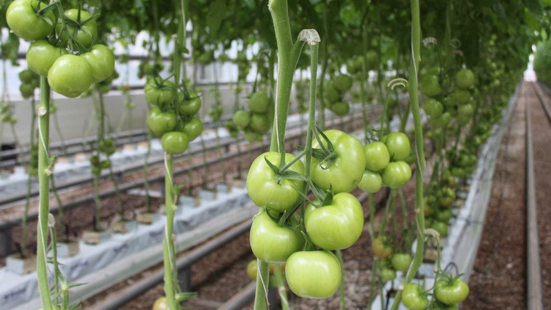 אנו פותרים בעיות בקציר העגבניות: מה לעשות אם העגבניות בחממה לא מאדימות