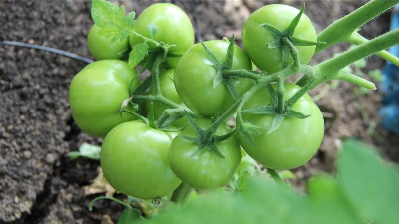 Решаваме проблеми с реколтата от домати: какво да правим, ако доматите в оранжерията не почервенеят