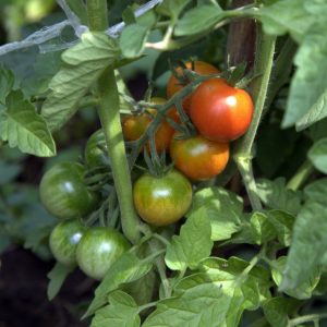Secrets de soins compétents pour les tomates: comment nourrir les tomates avec de la levure dans une serre et ce que cela donnera