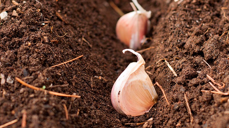Secrets de jardiniers expérimentés: que planter après l'ail l'année prochaine et quelles cultures doivent être évitées