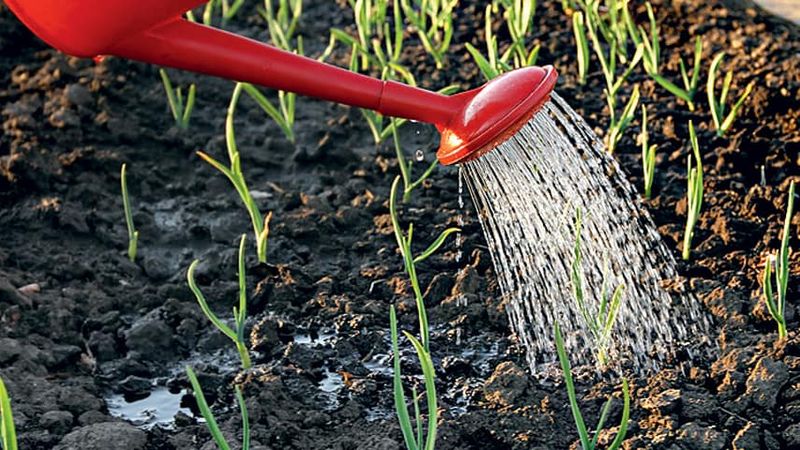 أسرار البستانيين ذوي الخبرة: ما يجب زرعه بعد الثوم العام المقبل ، وما هي المحاصيل التي يجب تجنبها