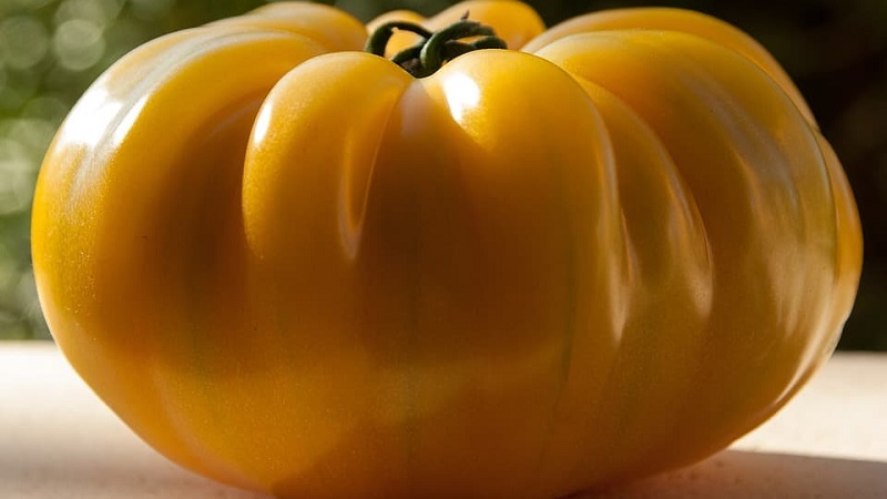 Lemon Giant-variëteit - een tomaat met een buitengewone smaak, heldere kleur en ongelooflijk groot sappig fruit