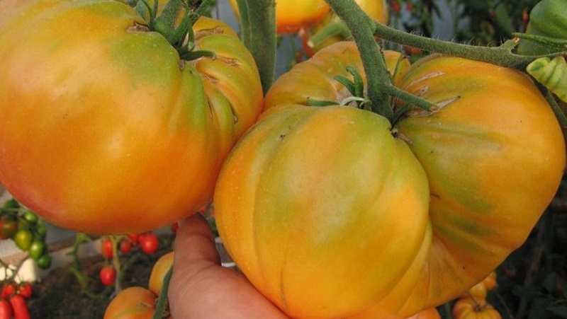 Lemon Giant çeşidi - olağanüstü tadı, parlak rengi ve inanılmaz derecede büyük sulu meyveleri olan bir domates