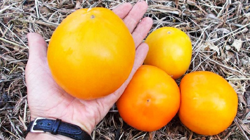 Lemon Giant çeşidi - olağanüstü tadı, parlak rengi ve inanılmaz derecede büyük sulu meyveleri olan bir domates