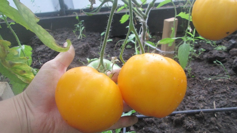 „Citrin Giant“ veislė - nepaprasto skonio, ryškios spalvos ir neįtikėtinai didelių sultingų vaisių pomidoras