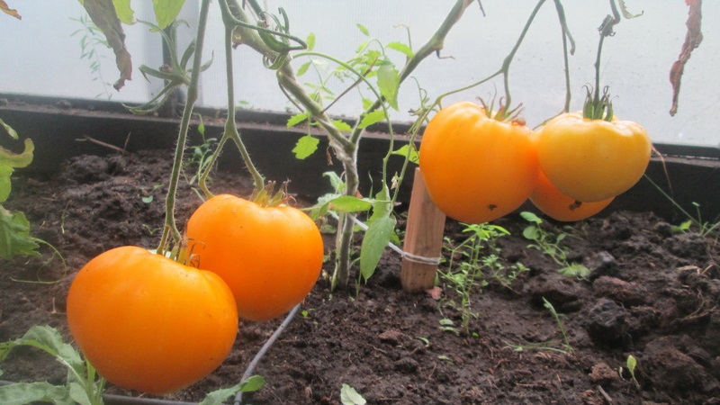„Citrin Giant“ veislė - nepaprasto skonio, ryškios spalvos ir neįtikėtinai didelių sultingų vaisių pomidoras