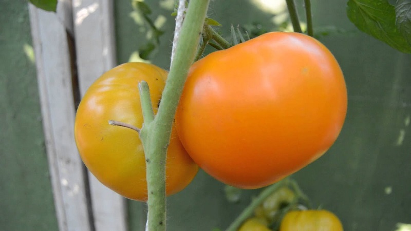 Lemon Giant variation - en tomat med ekstraordinær smak, lys farge og utrolig store saftige frukter