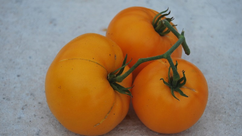 Lemon Giant variety - a tomato with extraordinary taste, bright color and incredibly large juicy fruits