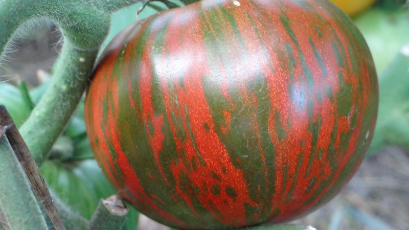 Odmiana o niezwykłej barwie, niepowtarzalnym smaku i apetycznej nazwie - Czekolada pomidorowa Striped
