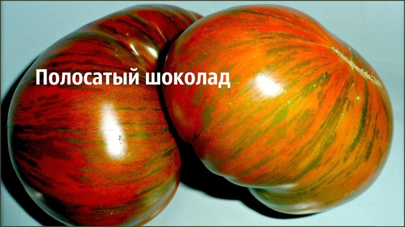 Een variëteit met een ongebruikelijke kleur, unieke smaak en smakelijke naam - tomaat Gestreepte chocolade