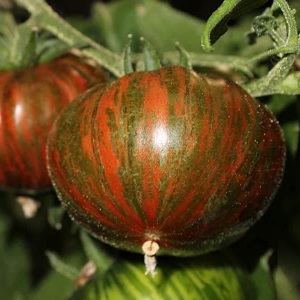 Une variété avec une couleur inhabituelle, un goût unique et un nom appétissant - Chocolat rayé à la tomate