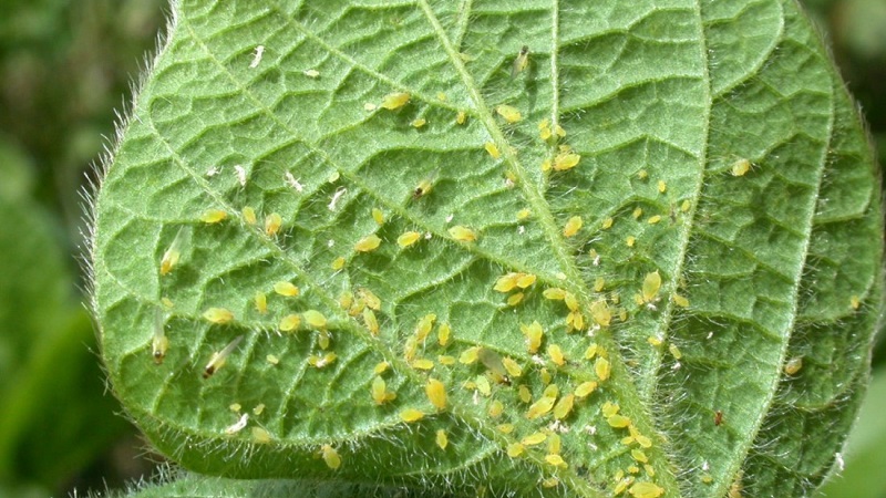 Aphids on tomatoes: how to deal with flowering and what means to choose for processing tomatoes