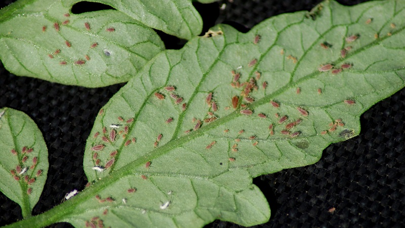 Aphids on tomatoes: how to deal with flowering and what means to choose for processing tomatoes