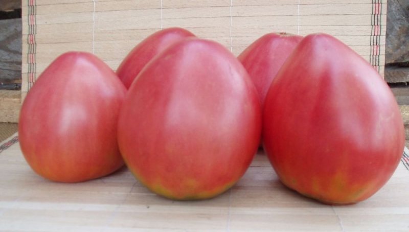 Tidiga mogna tomater för juice, sallader och konservering Fatima - egenskaper och beskrivning av sorten