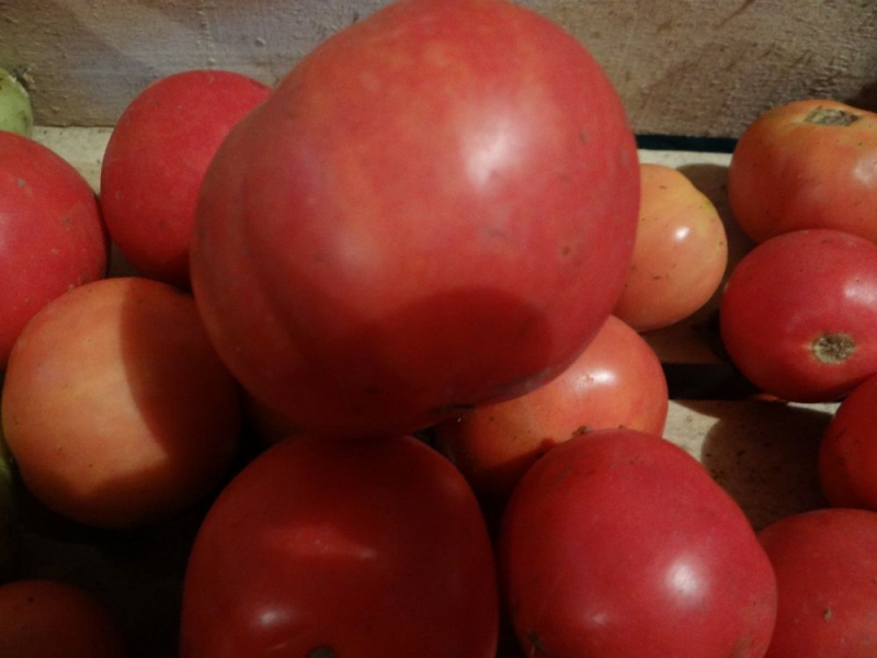 Raná rajčata pro šťávy, saláty a konzervaci Fatima - charakteristika a popis odrůdy
