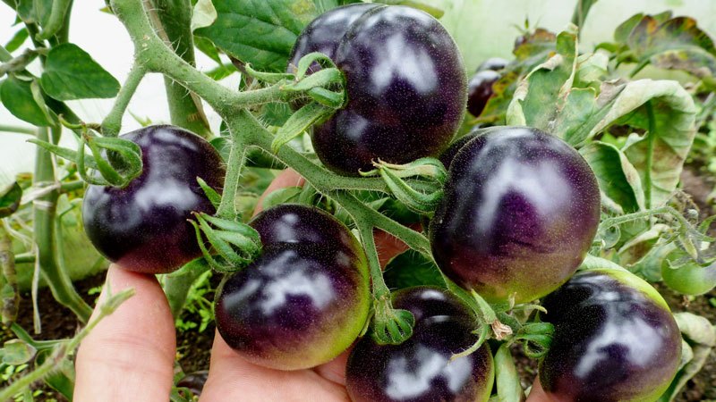 Nustebinkite svečius ir kaimynus neįprastais pomidorais - pomidorų juoda puokšte F1