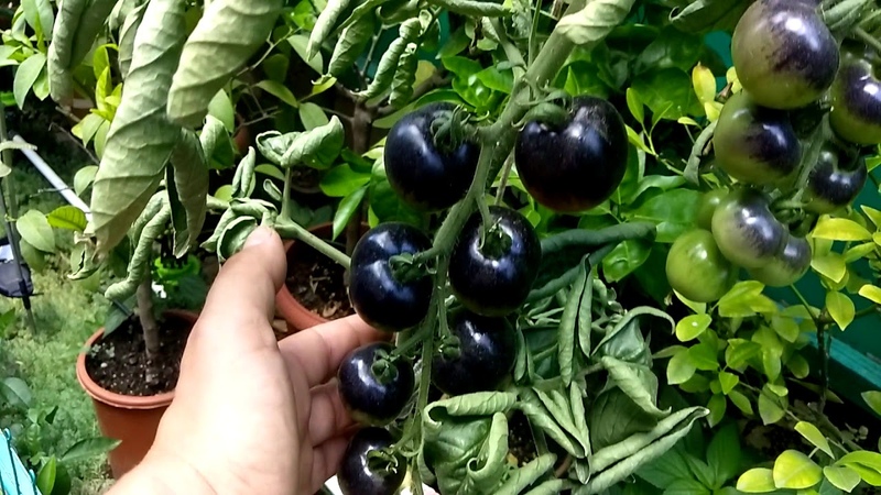 Verras gasten en buren met ongebruikelijke tomaten - tomaat Black Tros F1