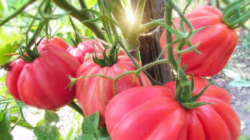 Erstaunlich aussehende Tomatenfeigenrosa mit süß-fruchtigem Geschmack - eine Sorte für echte Feinschmecker