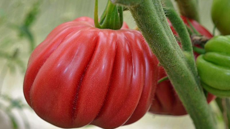 Higo de tomate de aspecto increíble rosado con un sabor afrutado dulce: una variedad para verdaderos gourmets