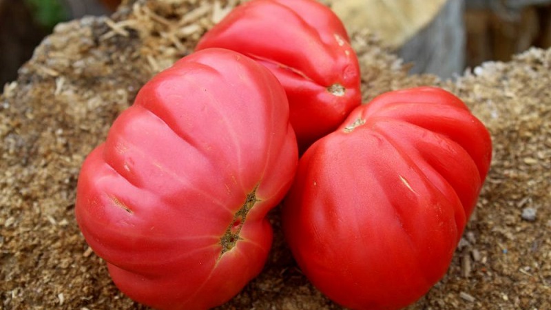 مذهلة المظهر الطماطم التين الوردي مع طعم الفواكه الحلو - مجموعة متنوعة للذواقة الحقيقيين