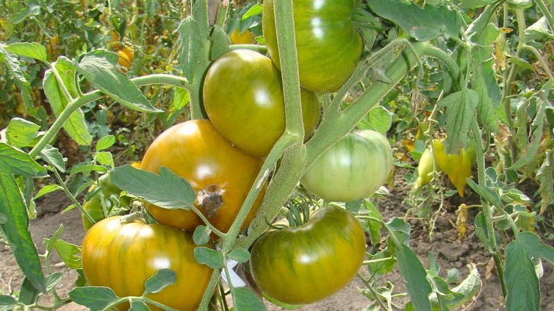 An amazing variety of green tomatoes - the Swamp tomato for real gourmets